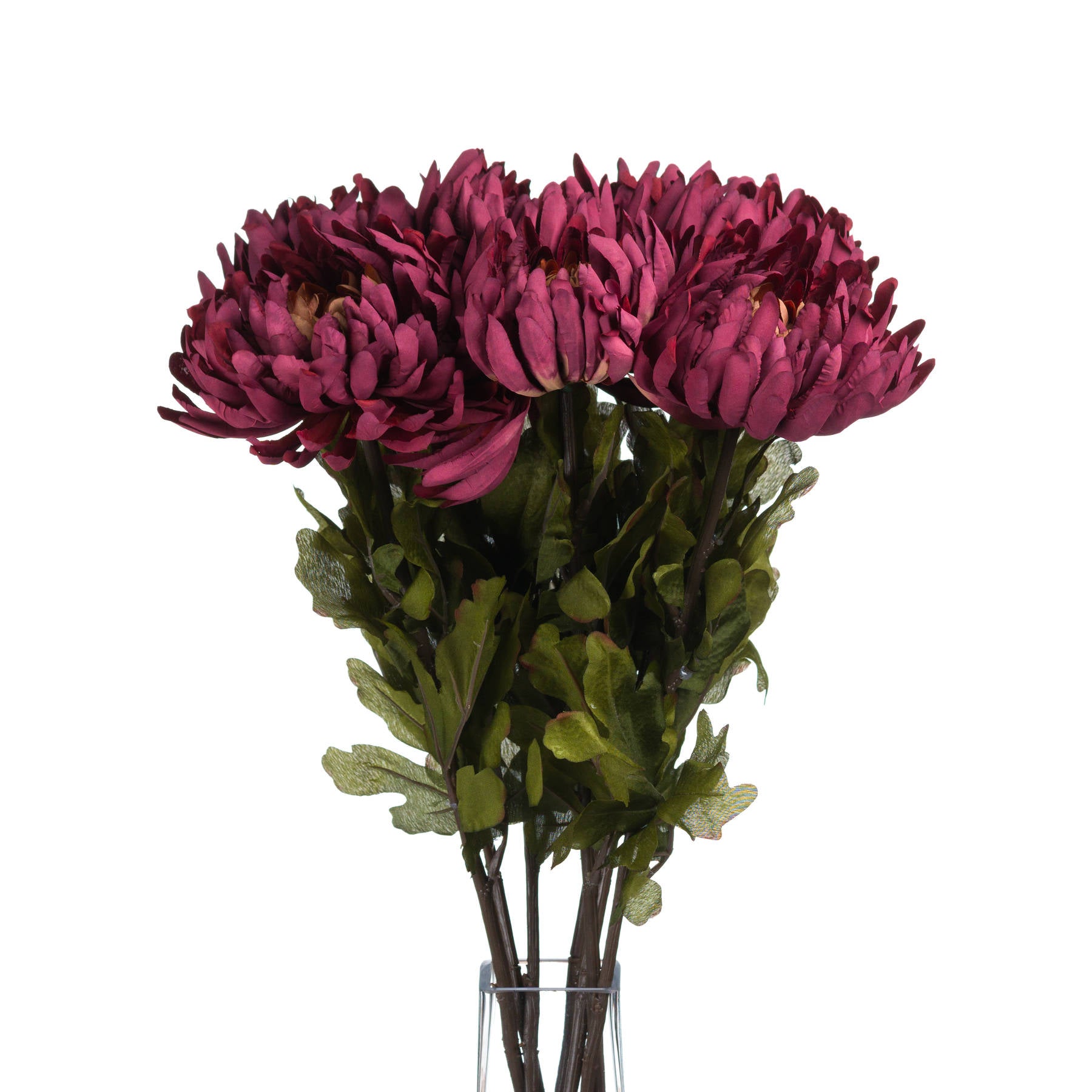Autumn Spider Chrysanthemum 78 cm