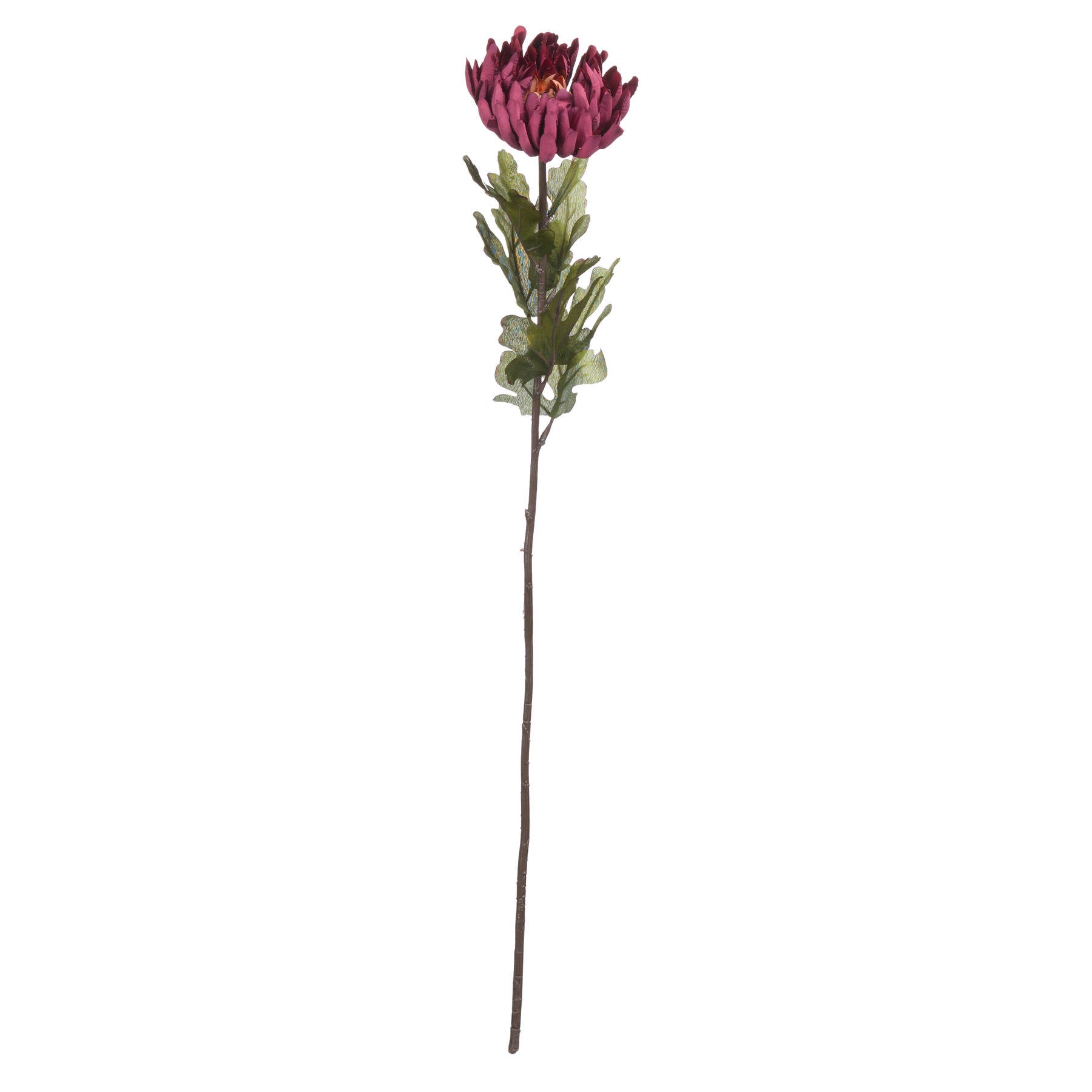 Autumn Spider Chrysanthemum 78 cm