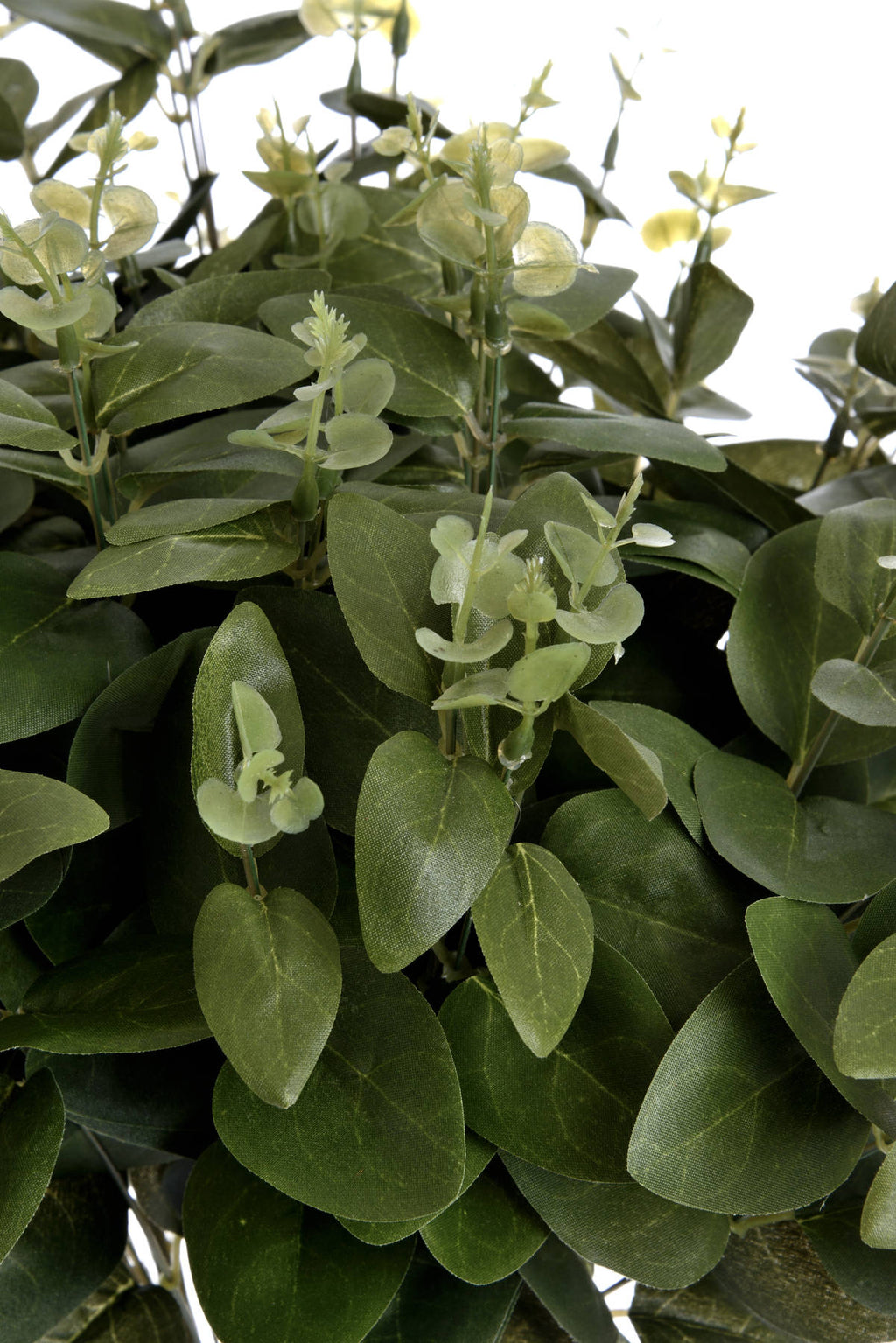 Cineraria Eucalyptus Spray 62 cm