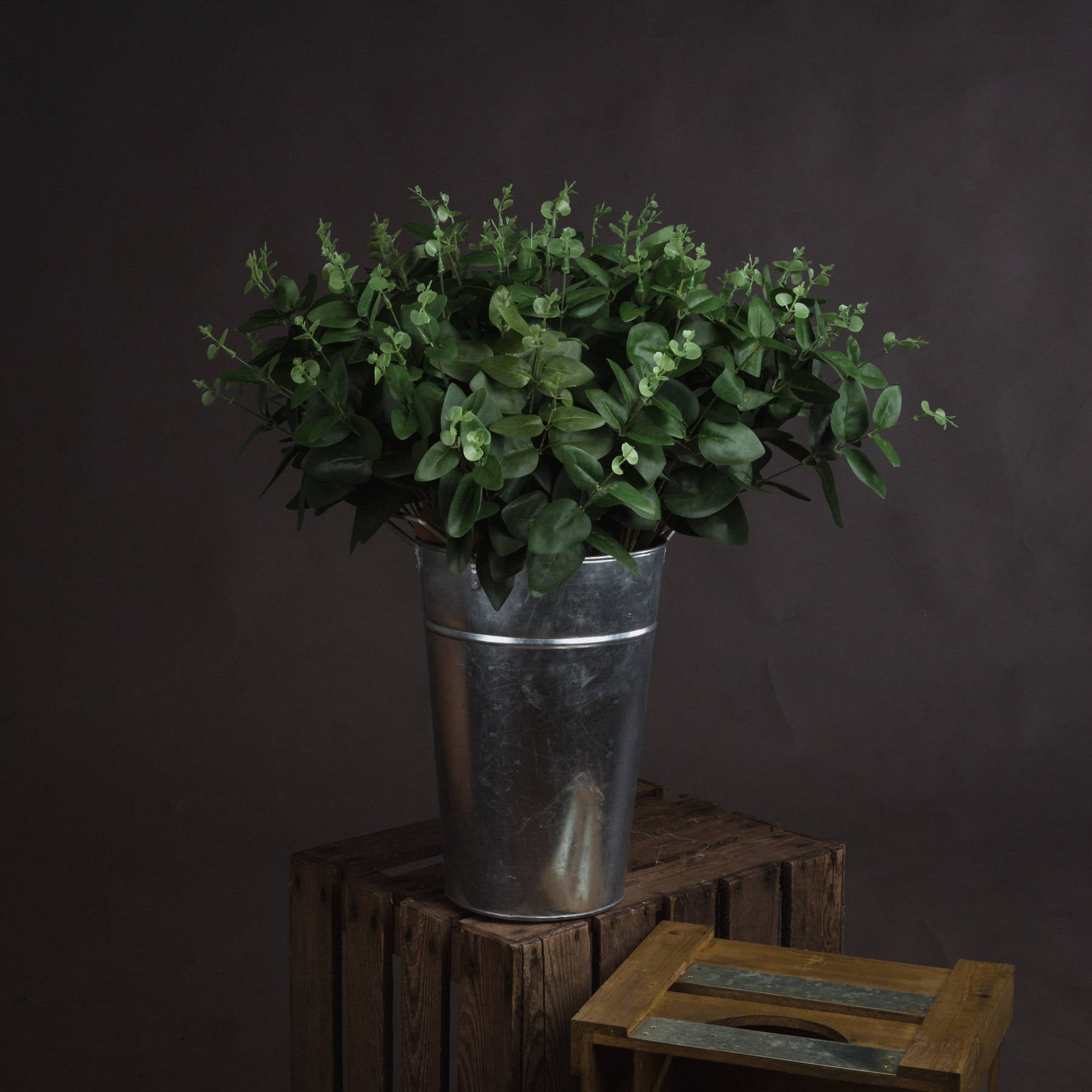 Cineraria Eucalyptus Spray 62 cm