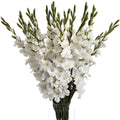 White Gladioli 108 cm