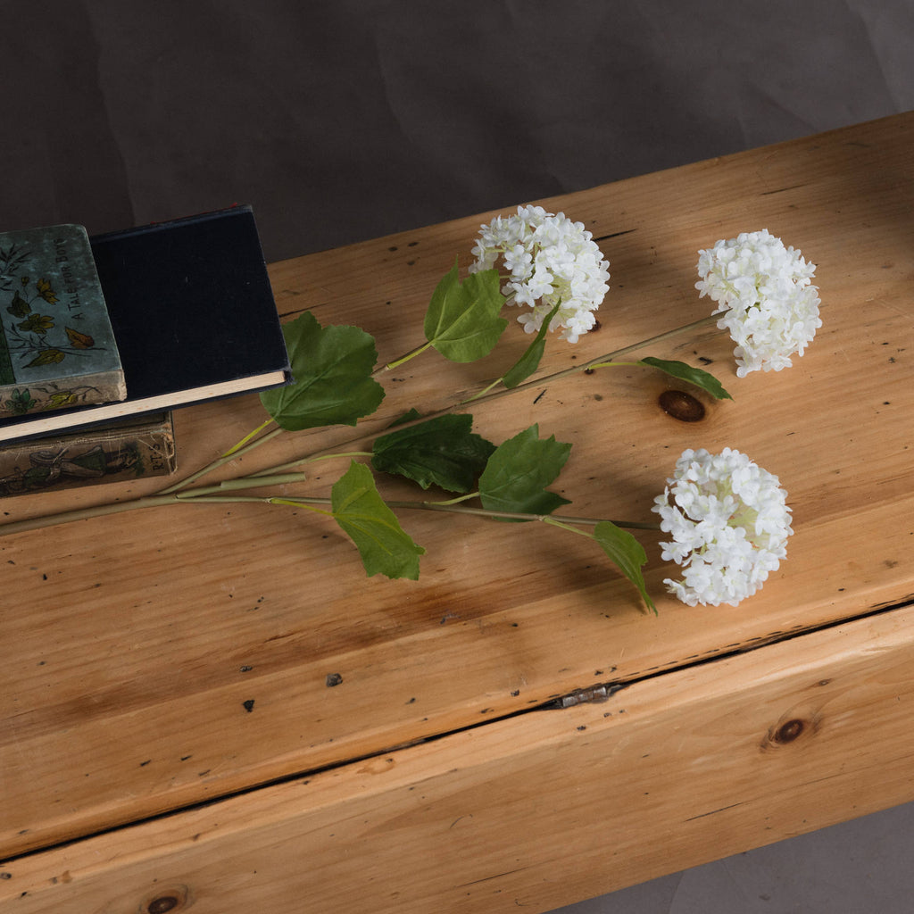 Viburnum Opulus 75 cm