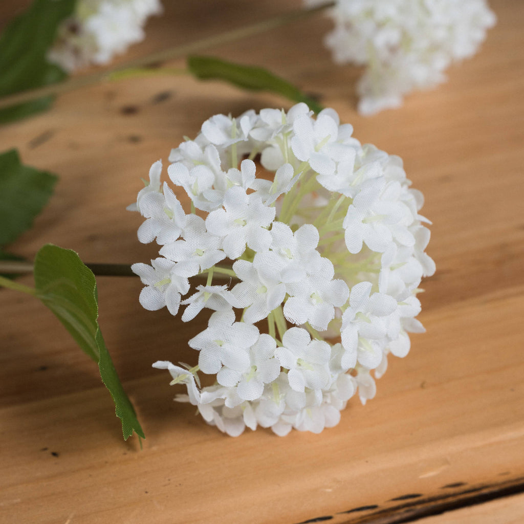 Viburnum Opulus 75 cm