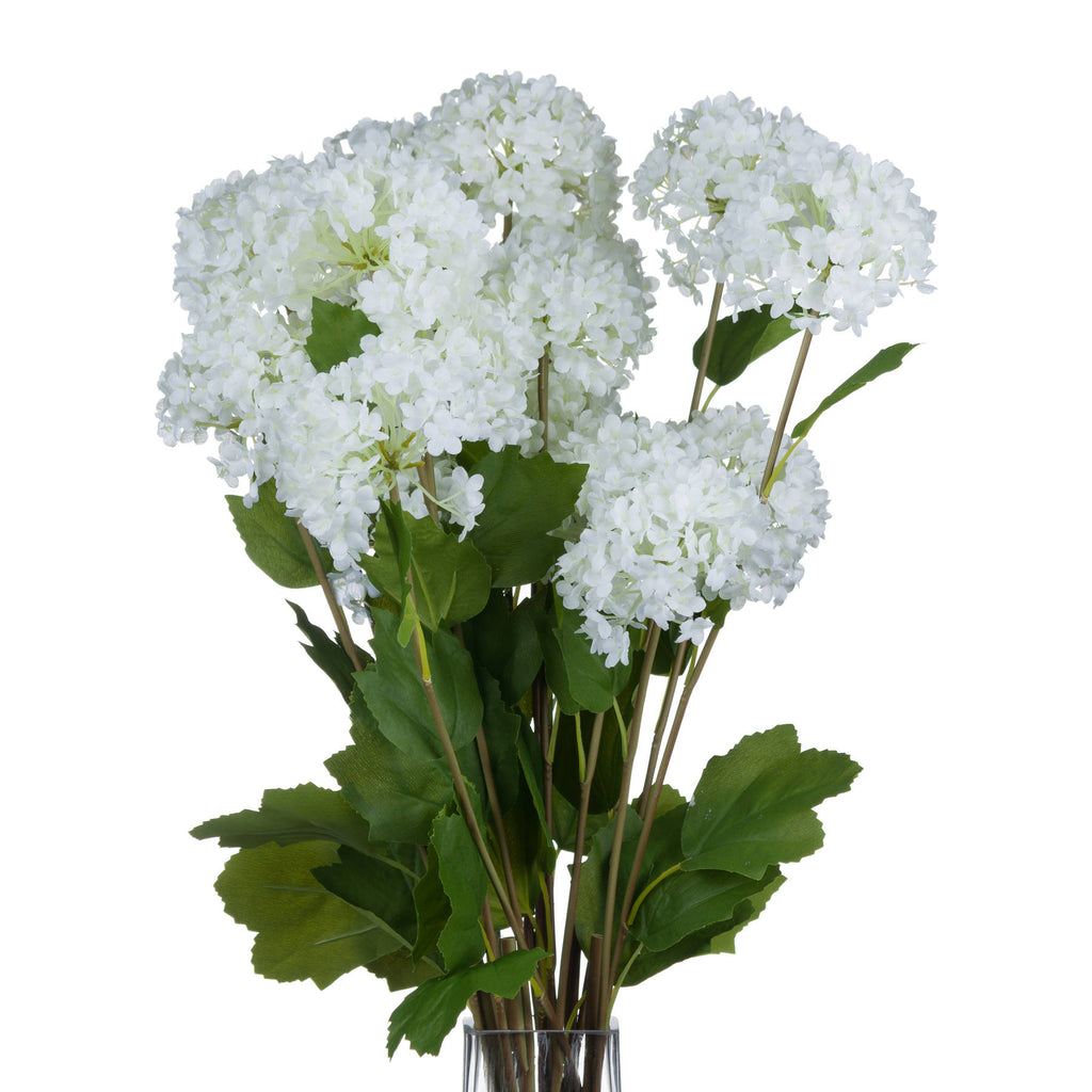 Viburnum Opulus 75 cm