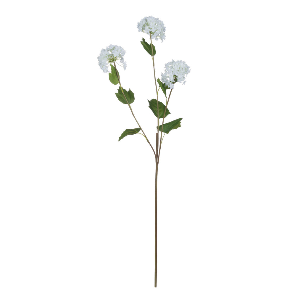Viburnum Opulus 75 cm