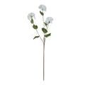 Viburnum Opulus 75 cm