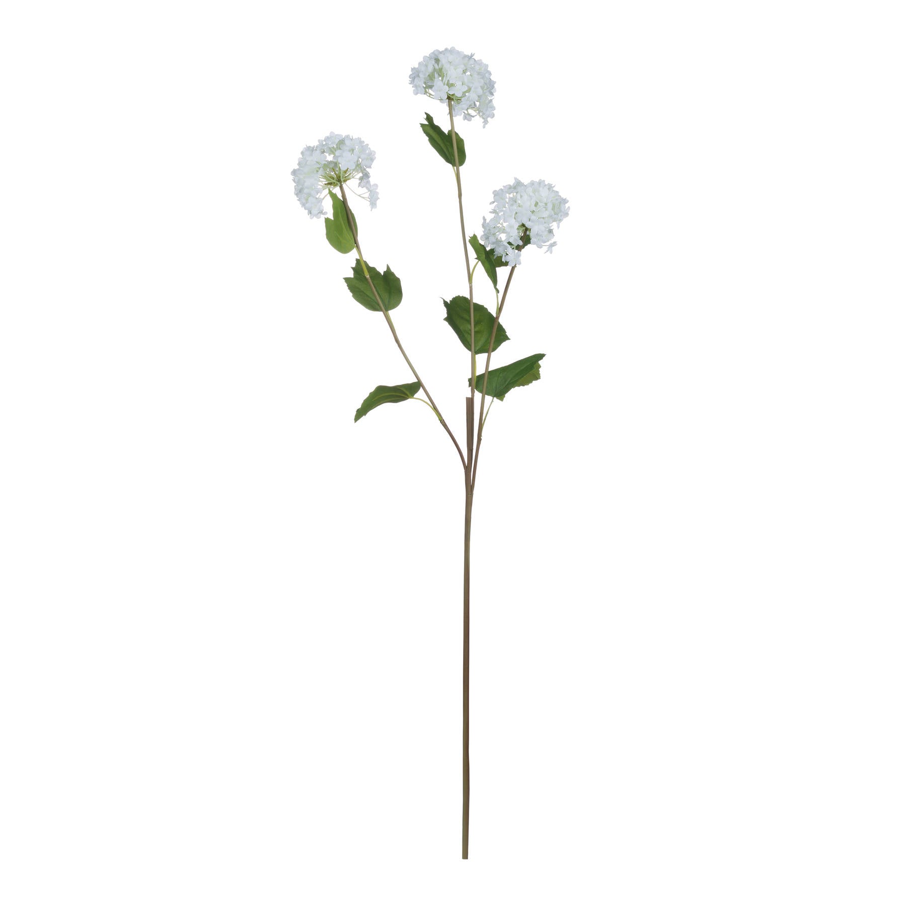 Viburnum Opulus 75 cm