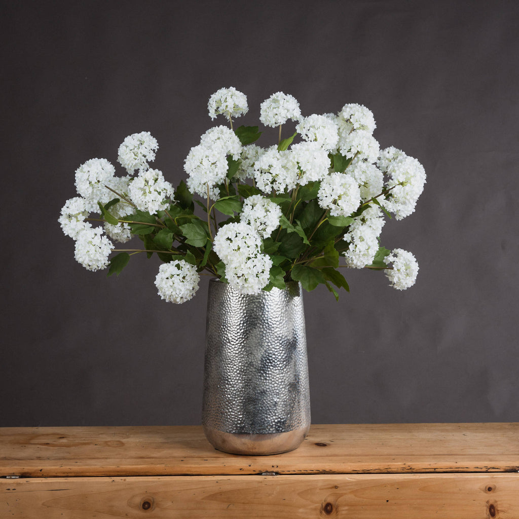 Viburnum Opulus 75 cm