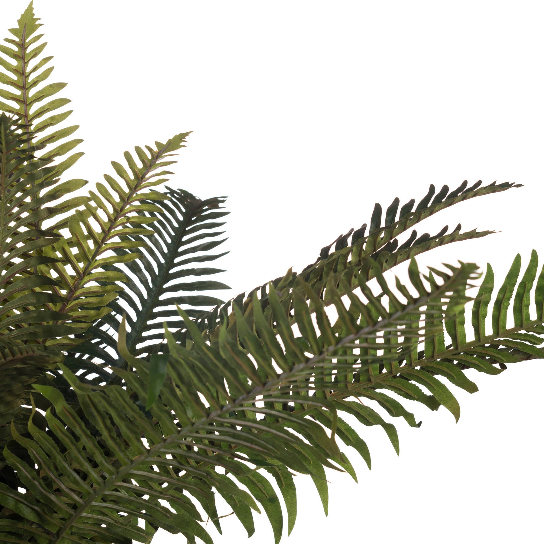 Fern Bunch 80 cm