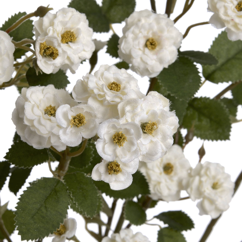 White Wild Meadow Rose 74 cm