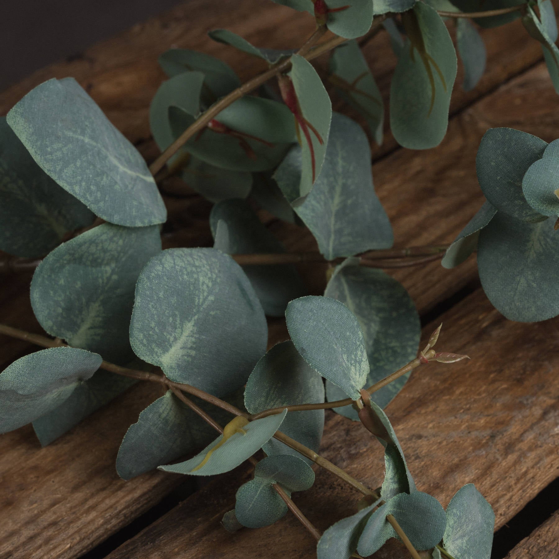 Variegated Eucalyptus 98 cm