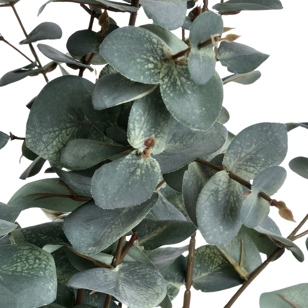 Variegated Eucalyptus 98 cm