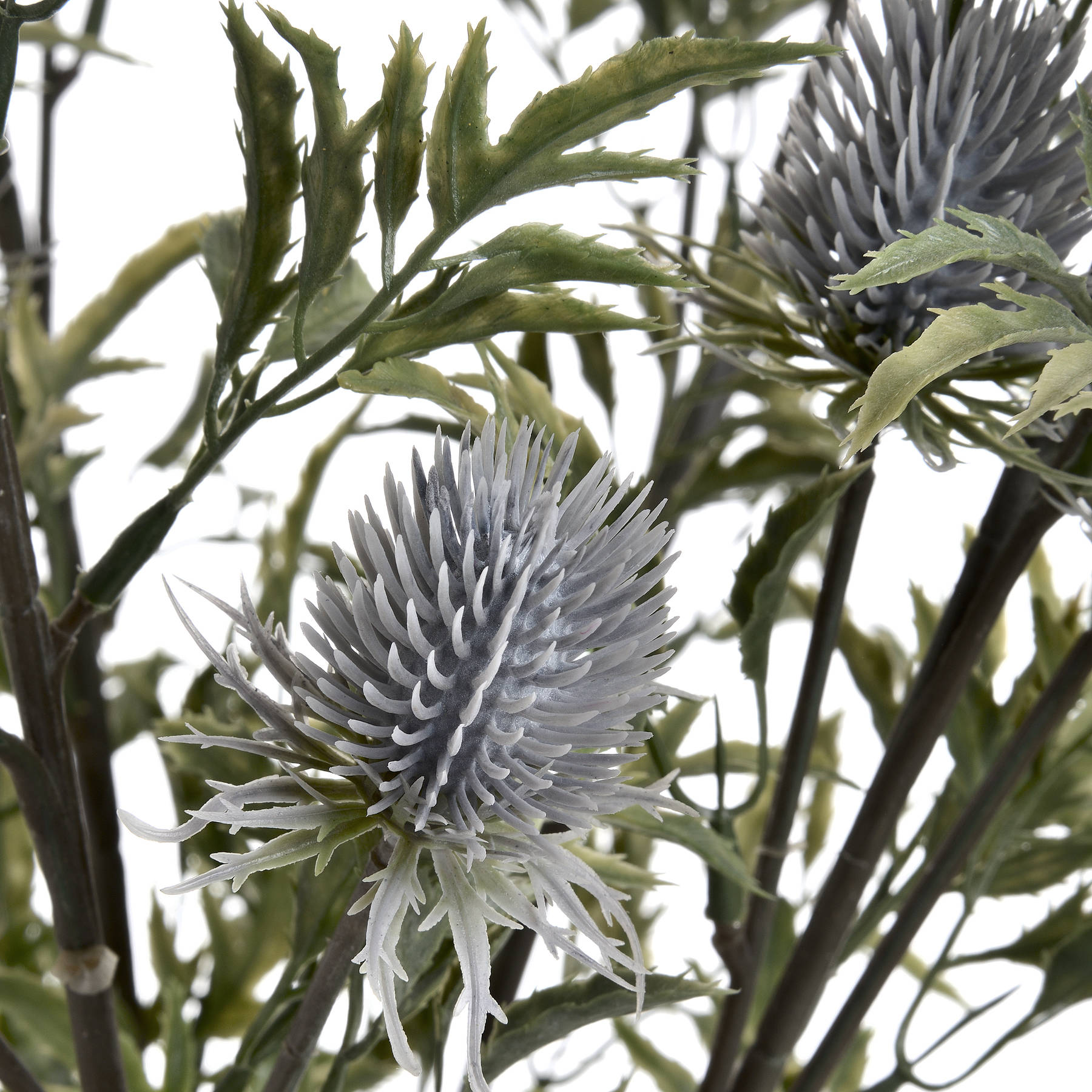 Eryngium Thistle 76 cm
