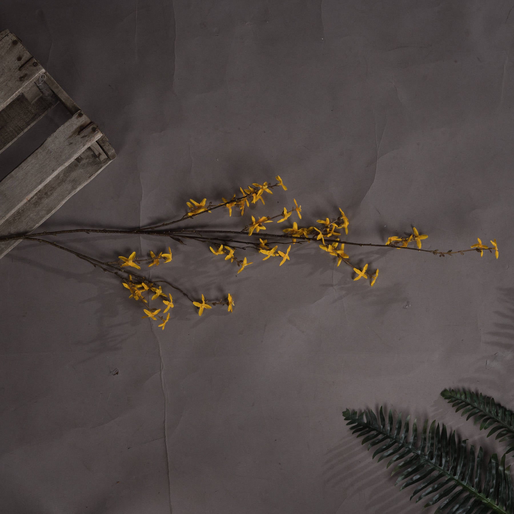Forsythia 108 cm