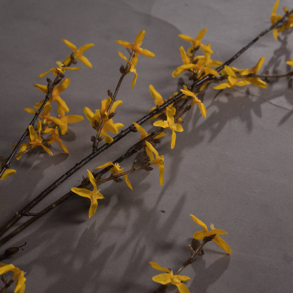 Forsythia 108 cm