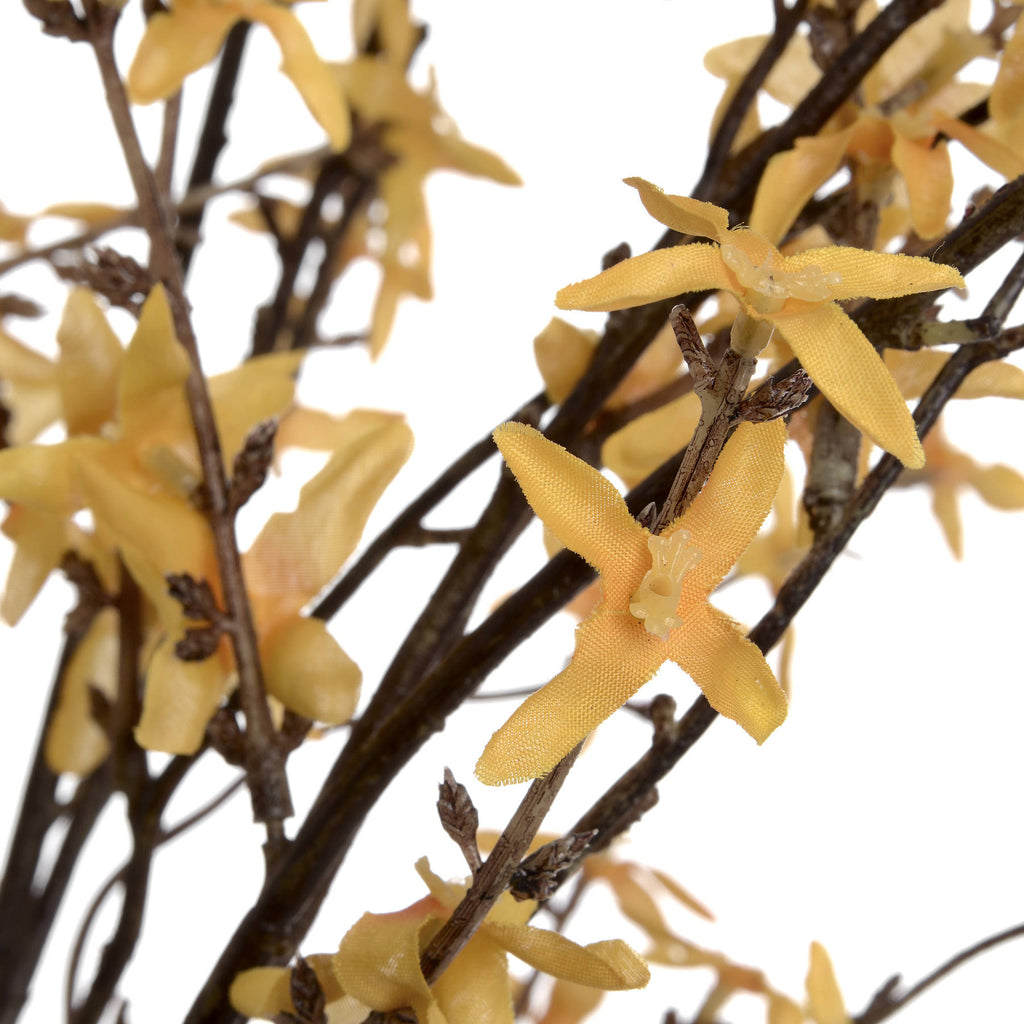 Forsythia 108 cm