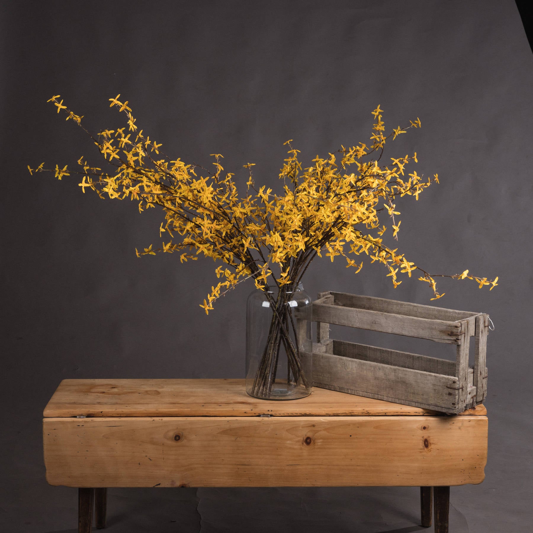 Forsythia 108 cm