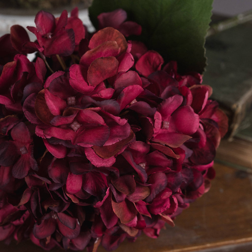 Autumn Ruby Hydrangea 42 cm