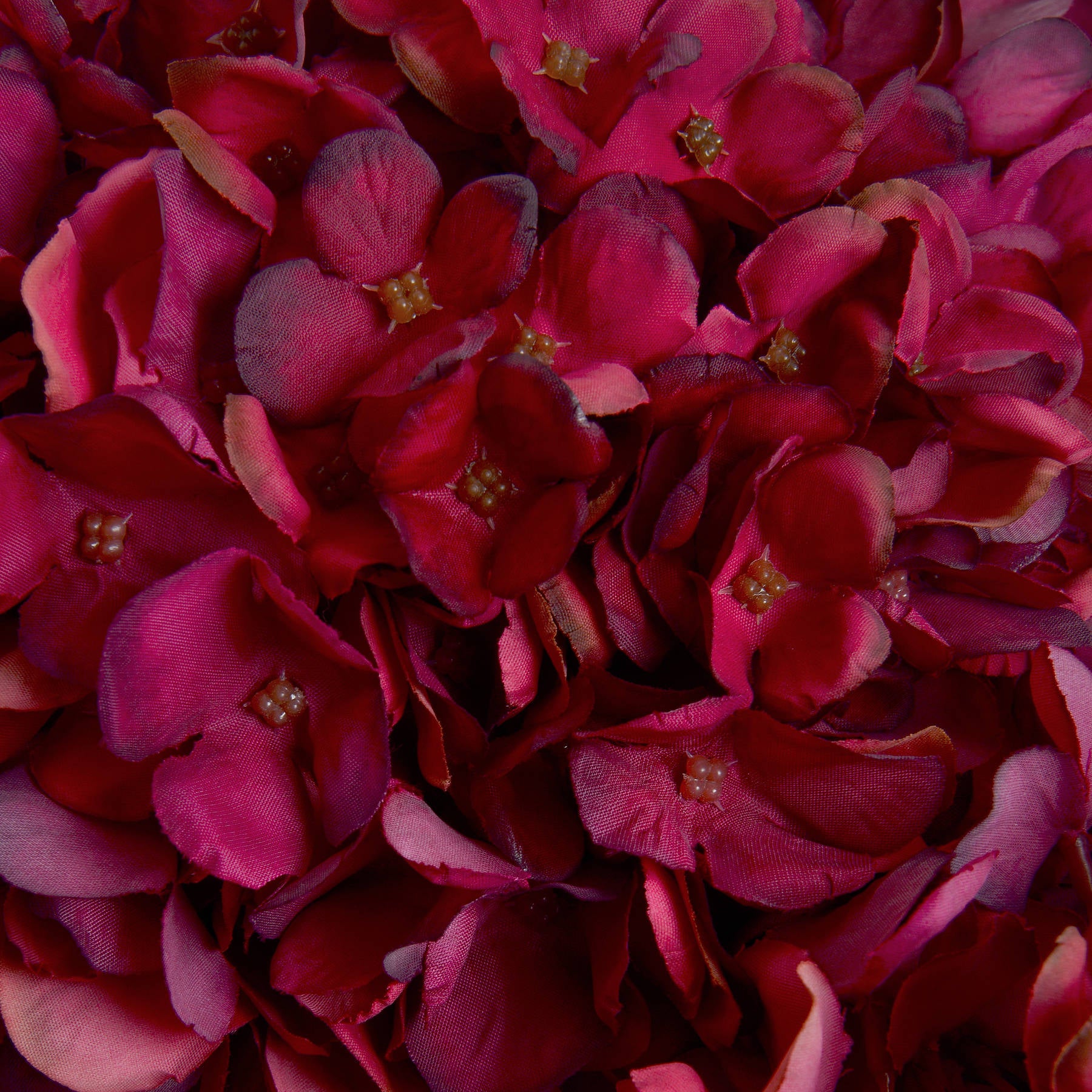 Autumn Ruby Hydrangea 42 cm