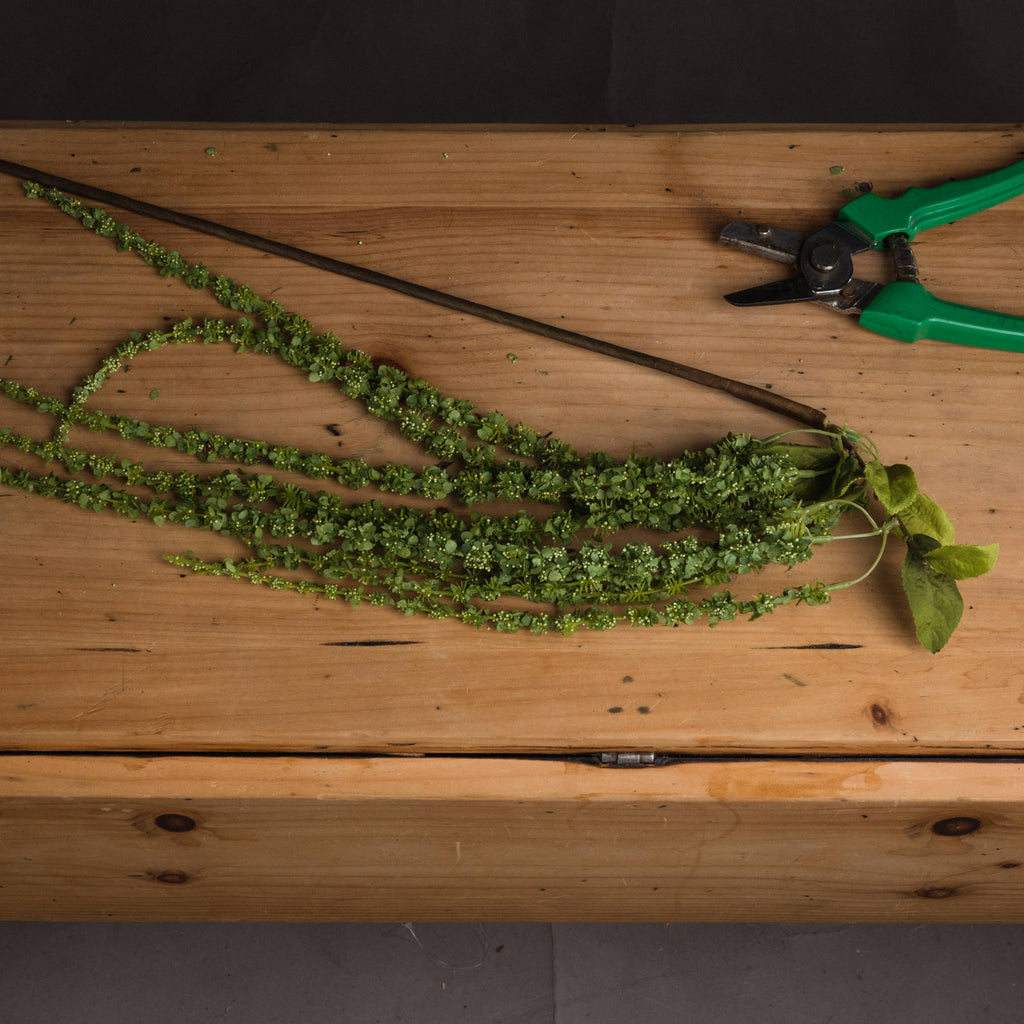 Green Amaranthus 100 cm