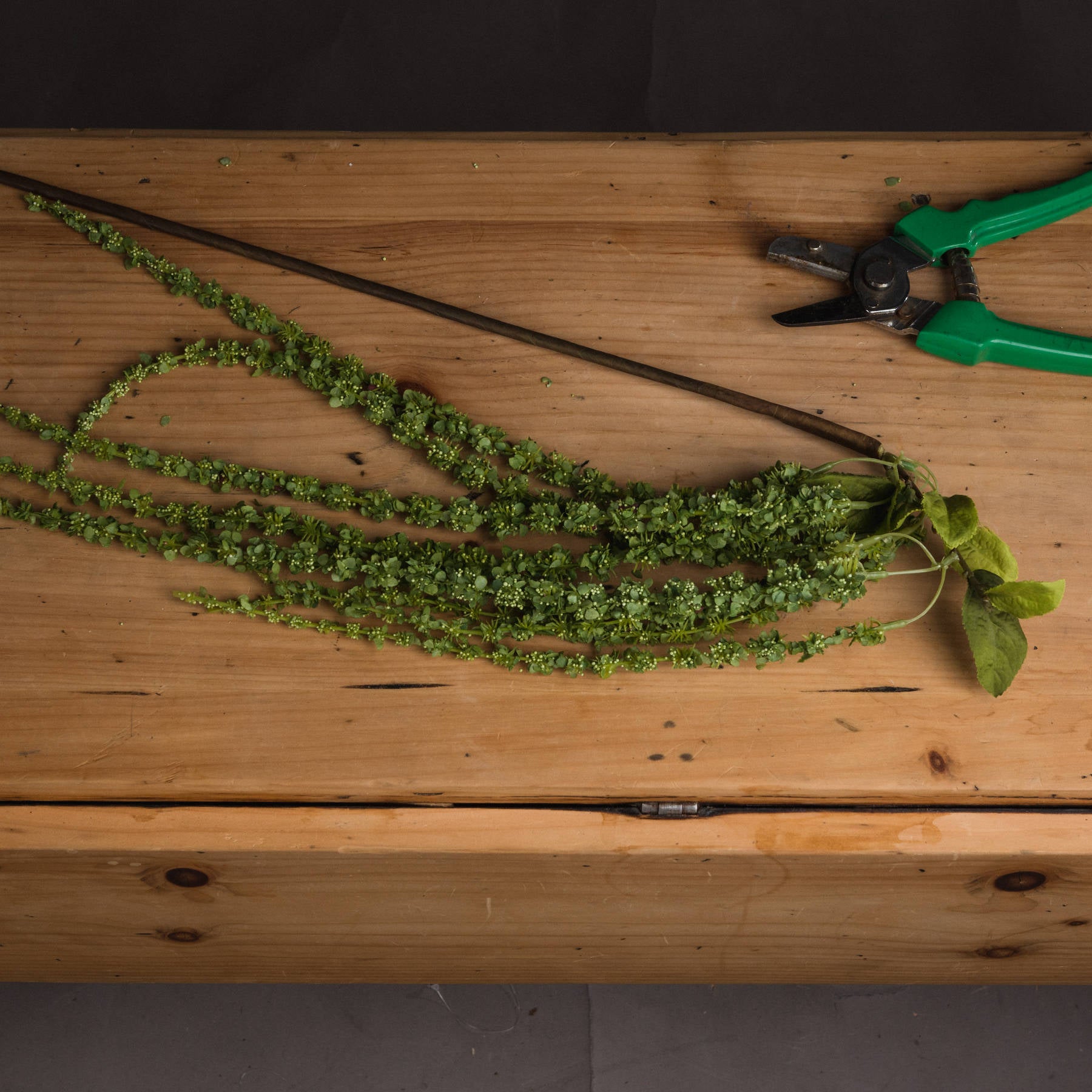 Green Amaranthus 100 cm
