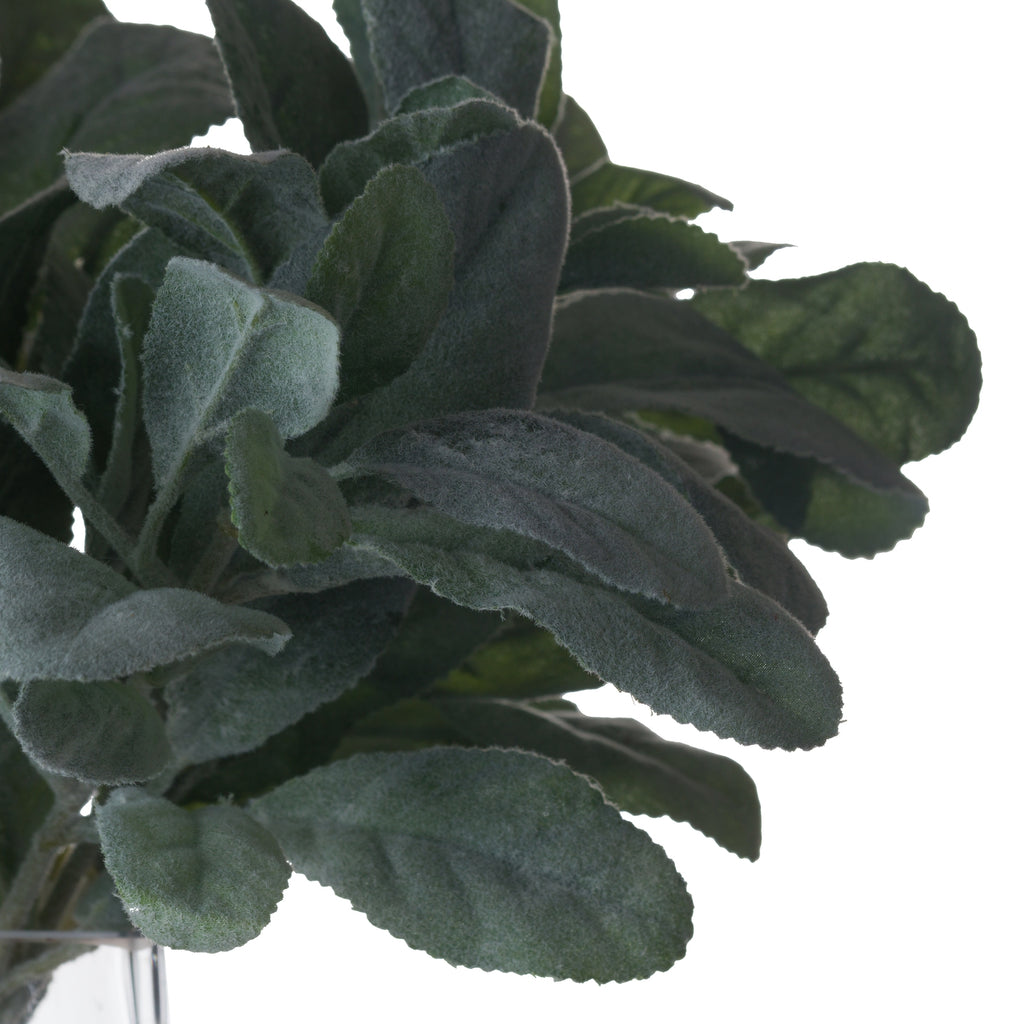 Lambs Ear Spray 35 cm