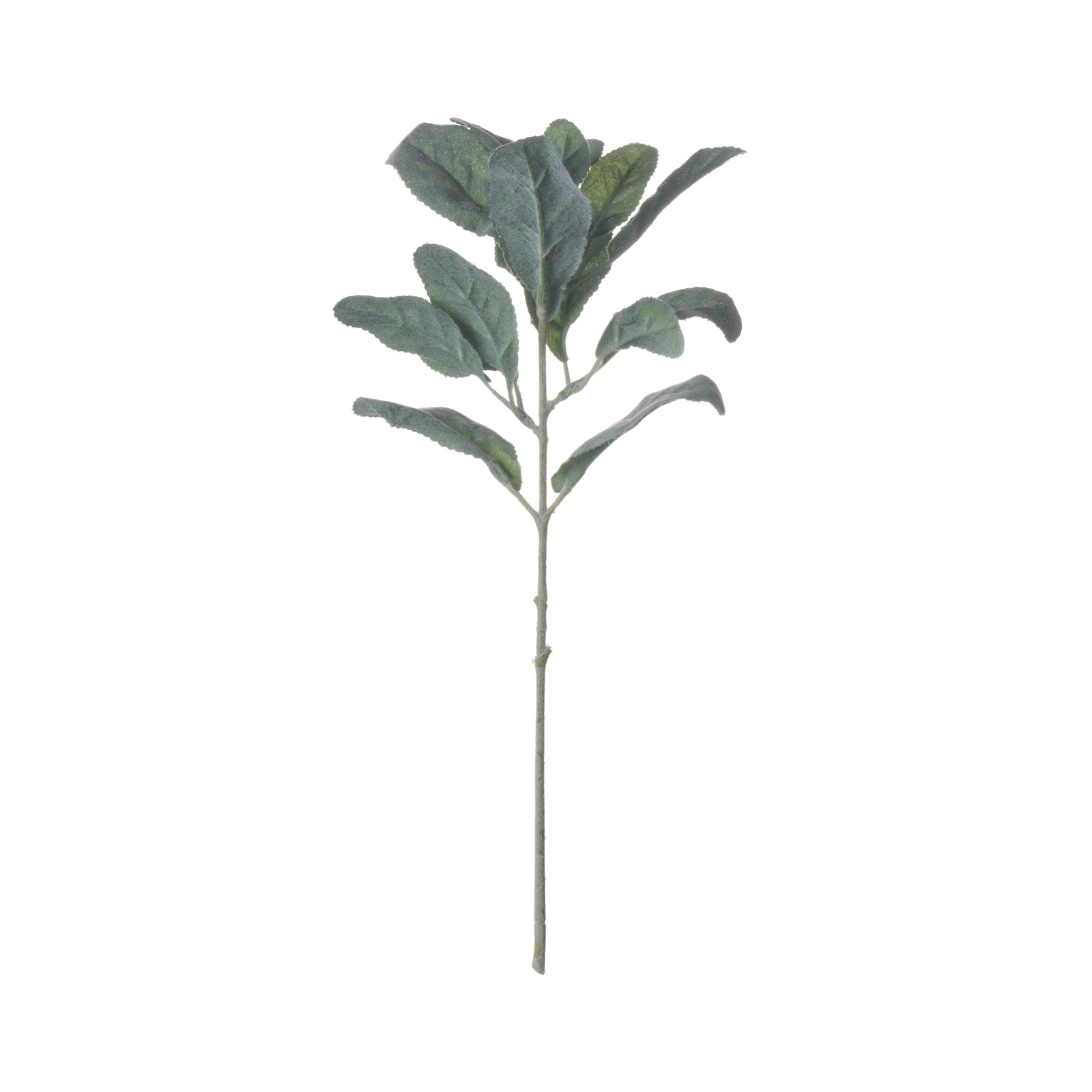 Lambs Ear Spray 35 cm