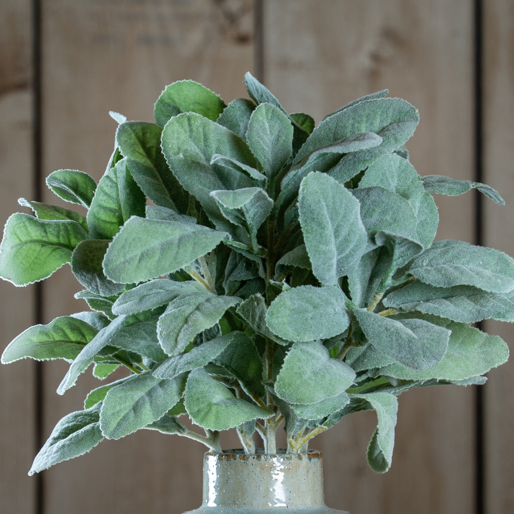 Lambs Ear Spray 35 cm