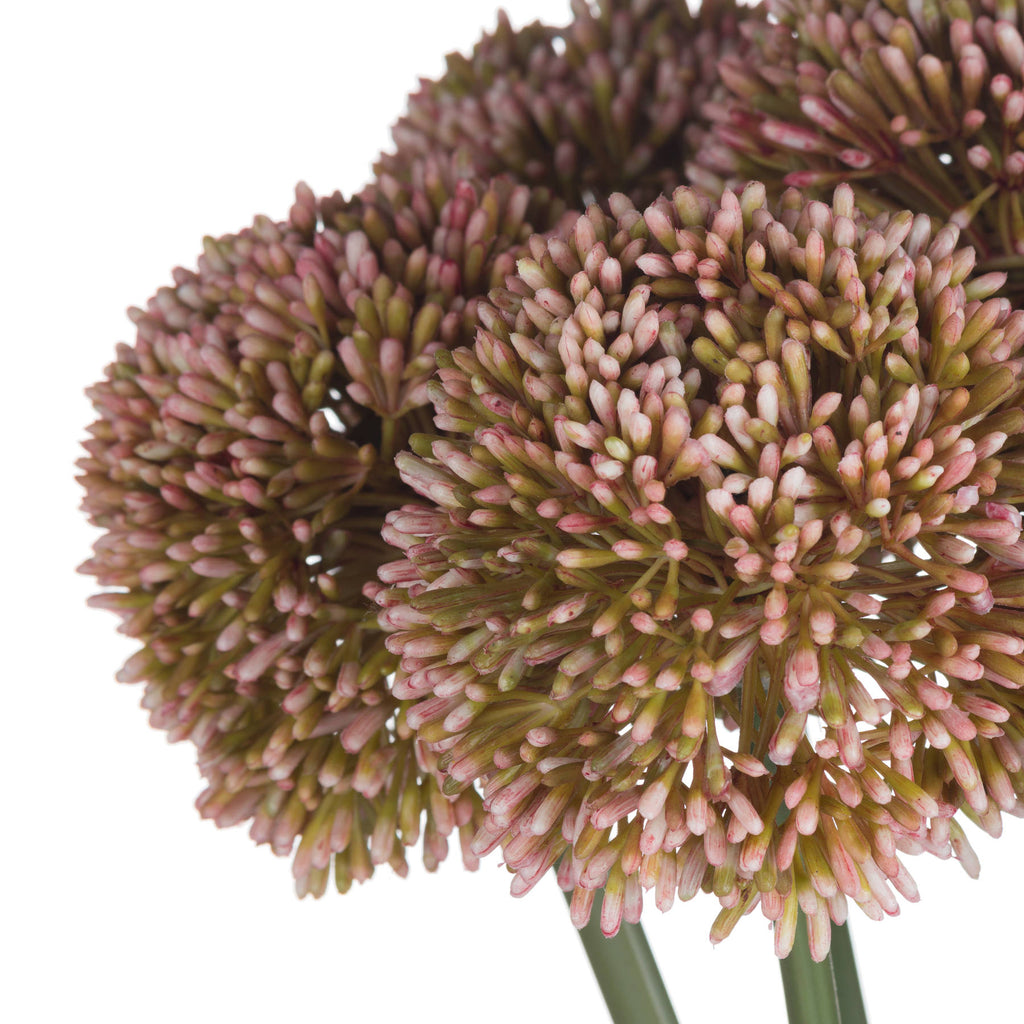 Pink Allium 63 cm