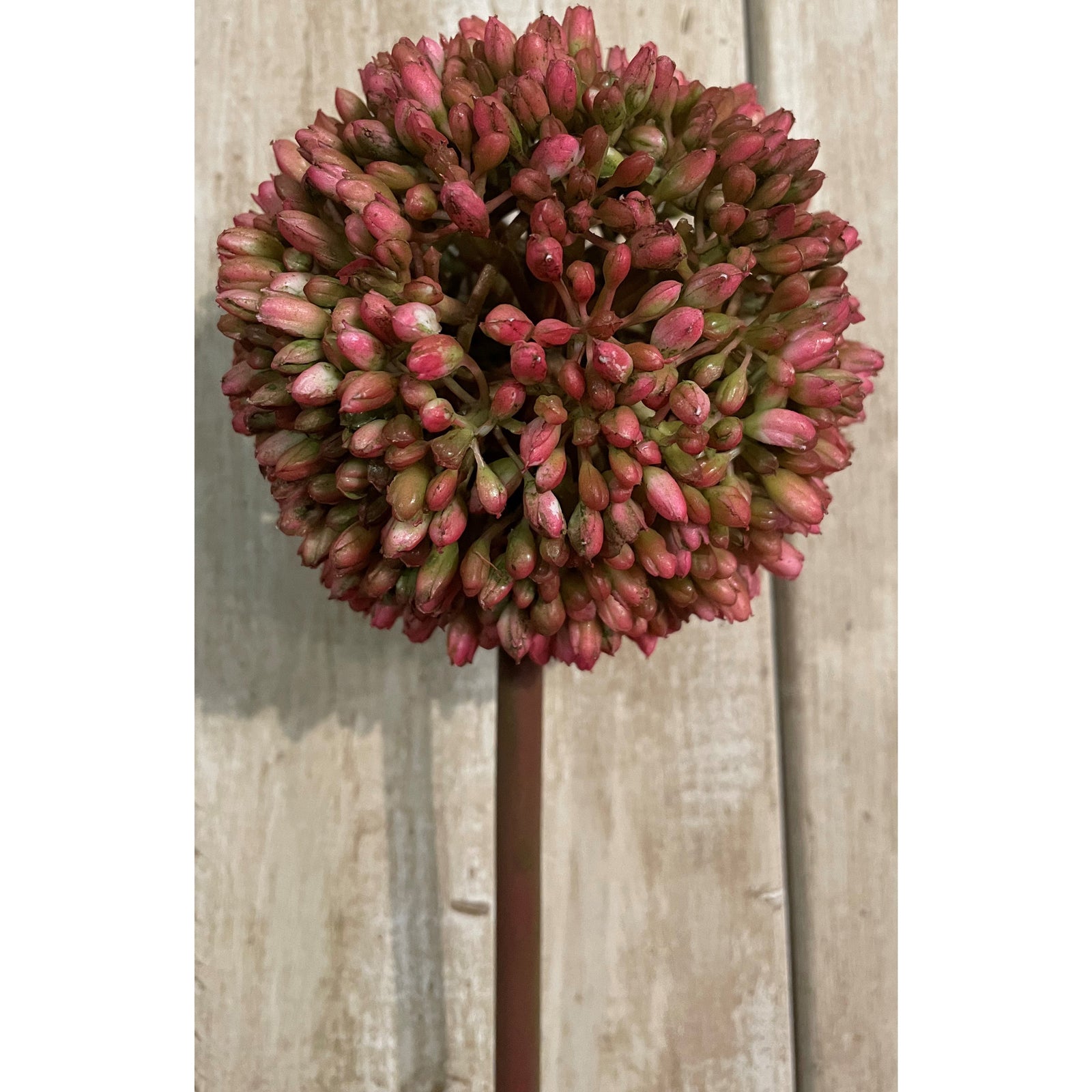 Pink Allium 63 cm