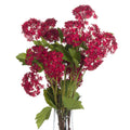 Red Autumnal Viburnum 63 cm