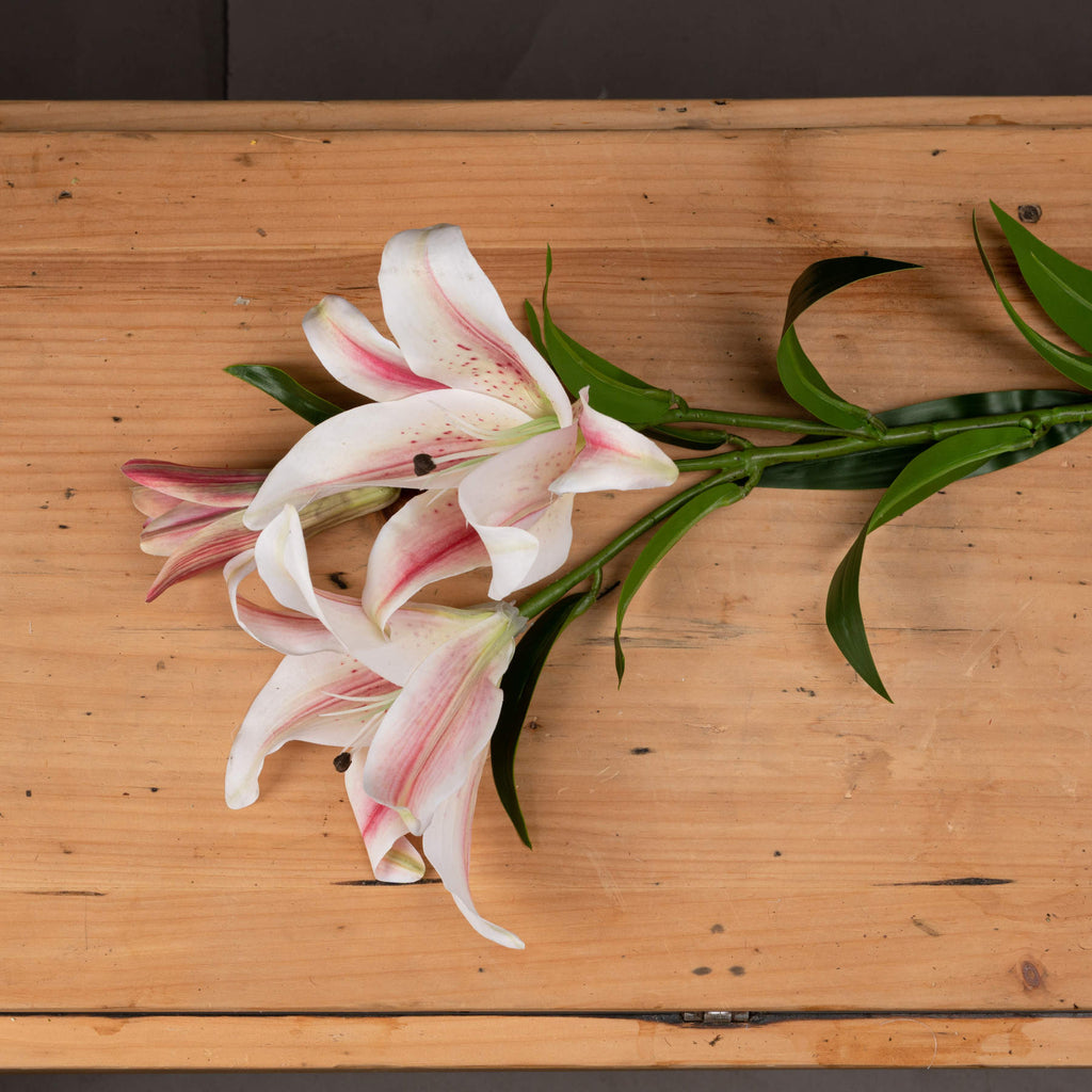 Stargazer Lily 90 cm