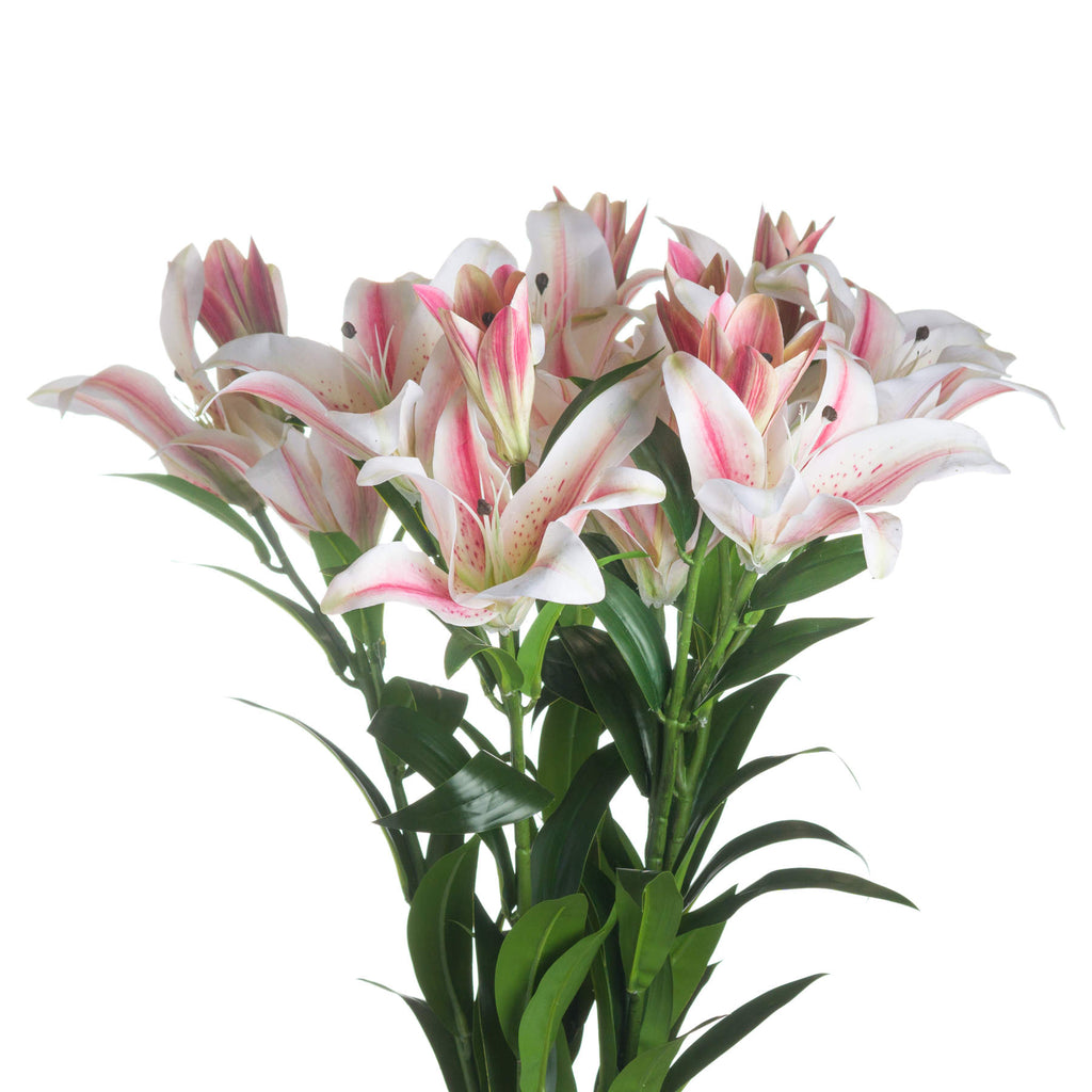 Stargazer Lily 90 cm