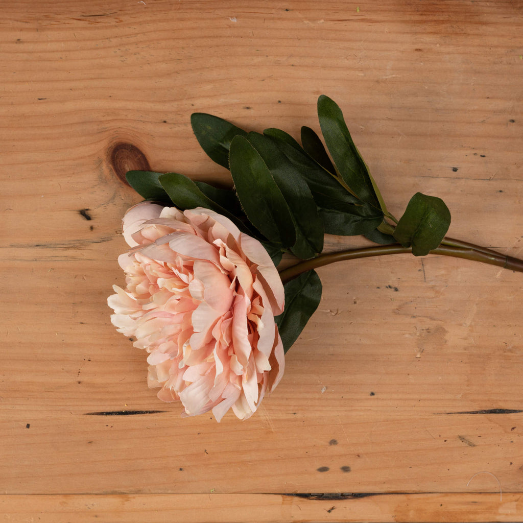 Peach Peony Rose 58 cm