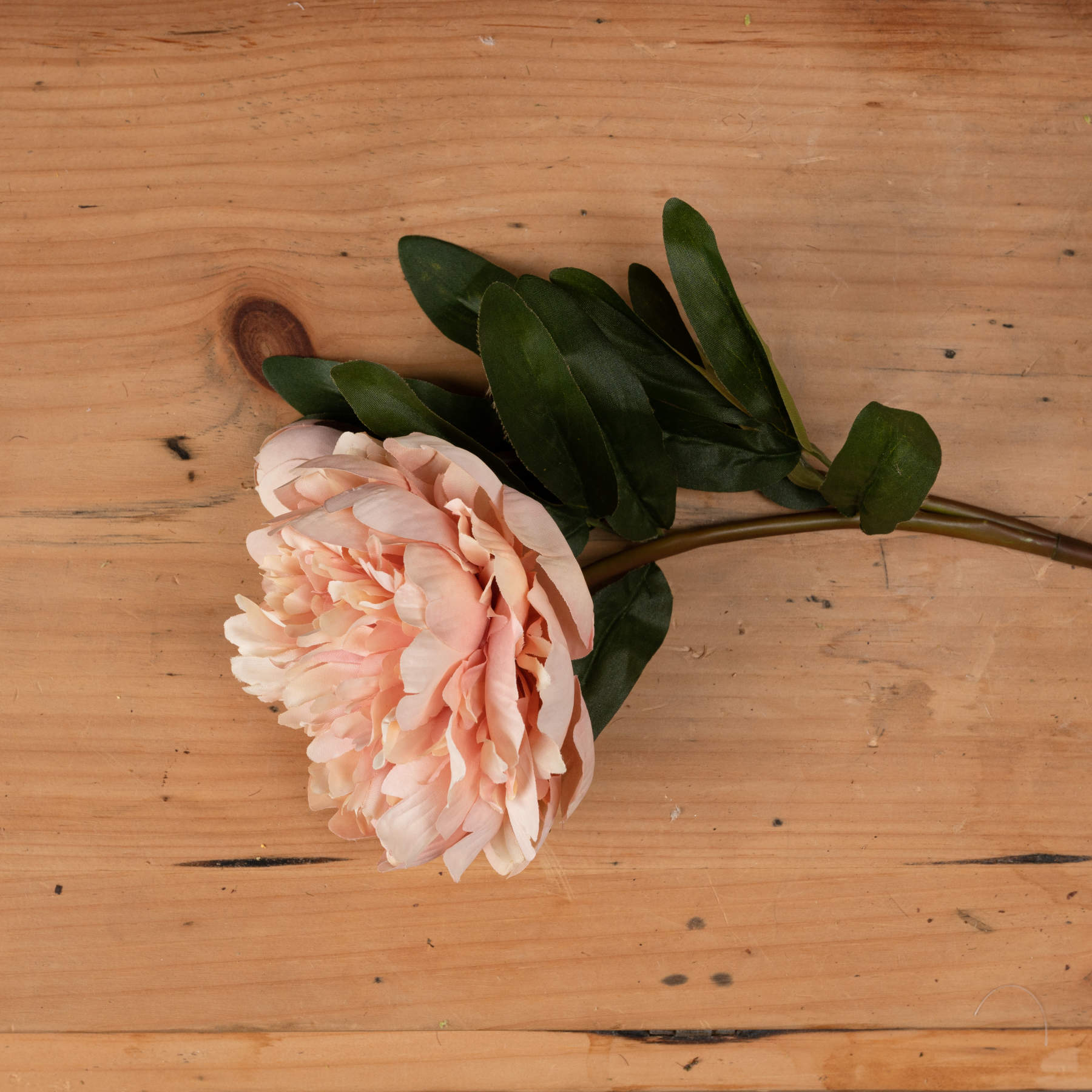 Peach Peony Rose 58 cm