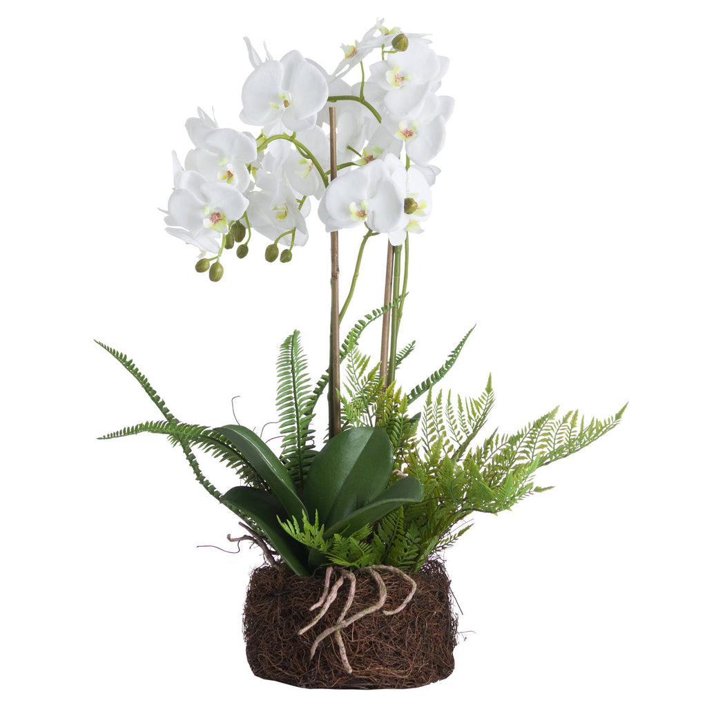 Large White Orchid And Fern Garden In Rootball 57 cm