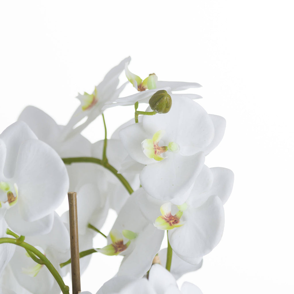 Large White Orchid And Fern Garden In Rootball 57 cm