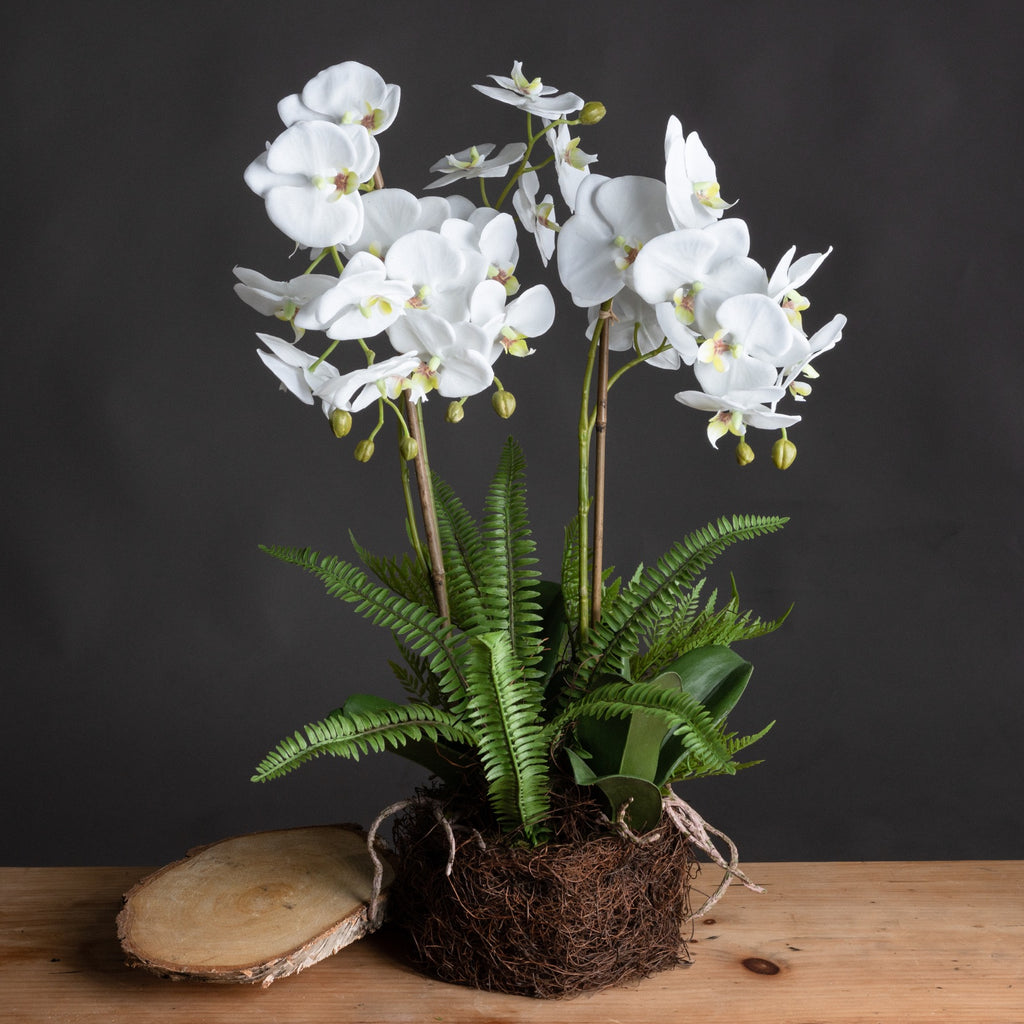 Large White Orchid And Fern Garden In Rootball 57 cm