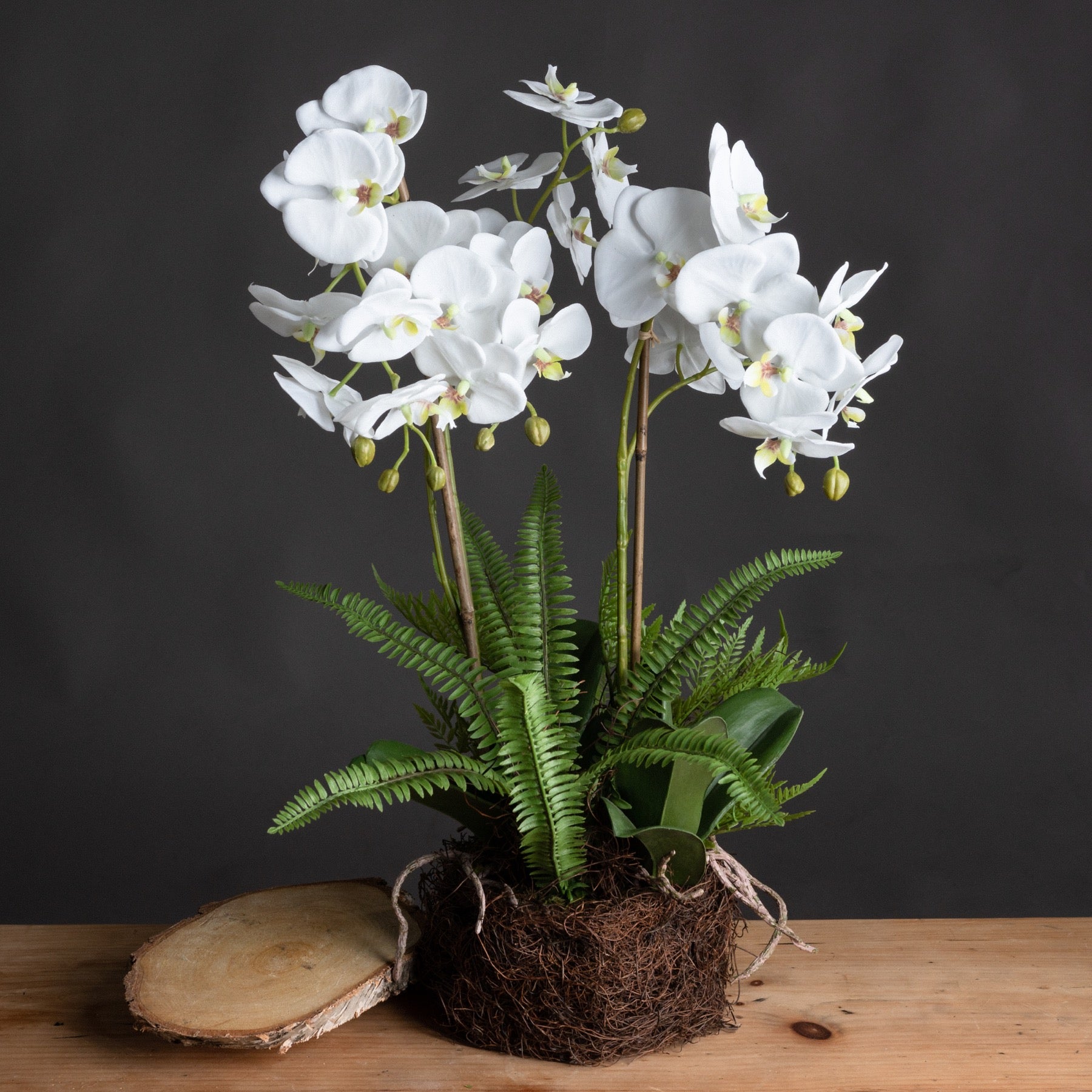 Large White Orchid And Fern Garden In Rootball 57 cm