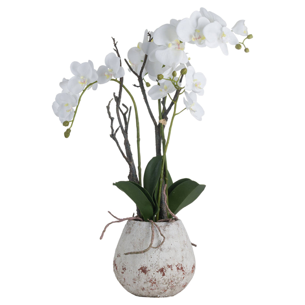 White Orchid In Stone Pot 70 cm