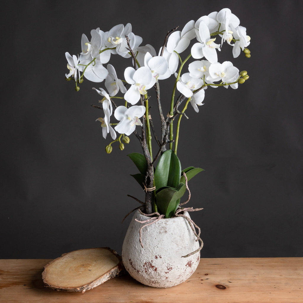 White Orchid In Stone Pot 70 cm