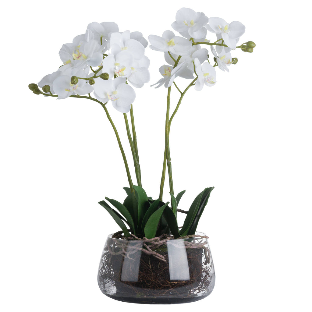 White Orchid In Glass Pot 61 cm