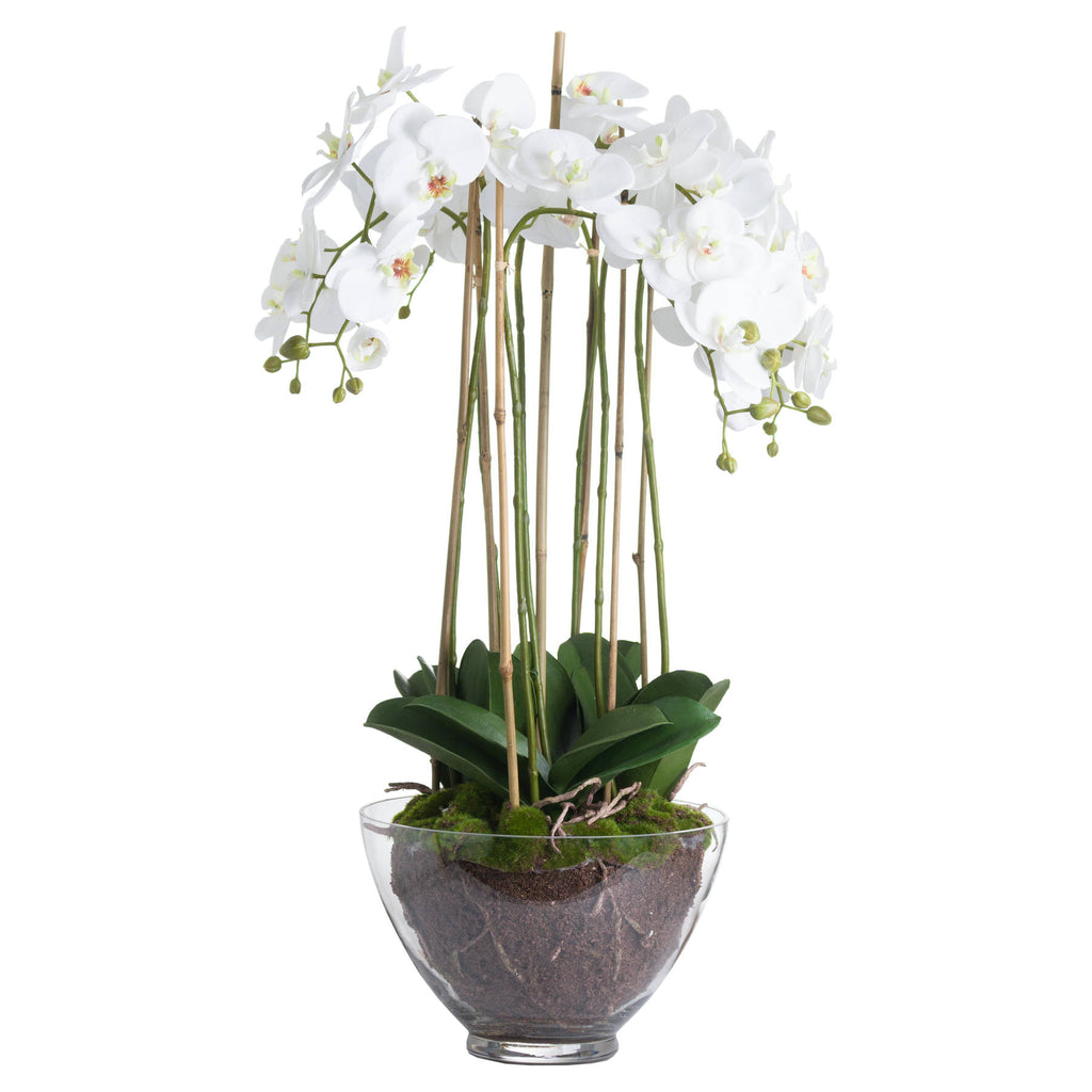 Large White Orchid In Glass Pot 88 cm
