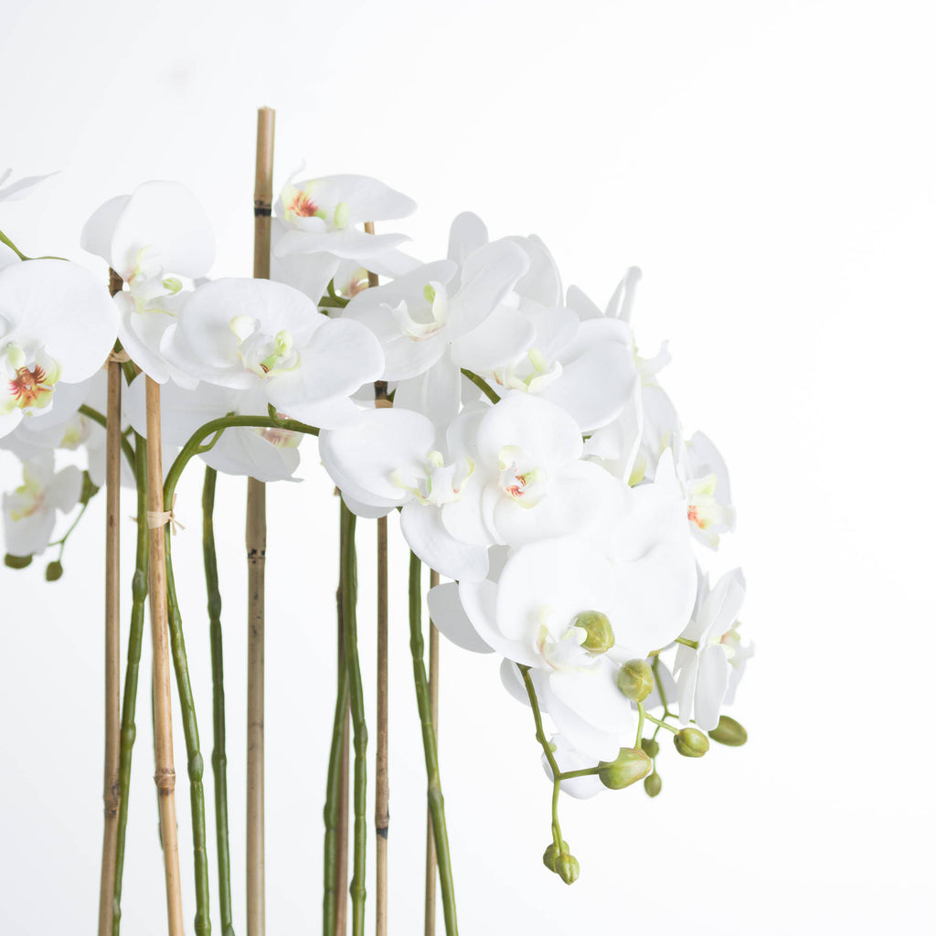 Large White Orchid In Glass Pot 88 cm