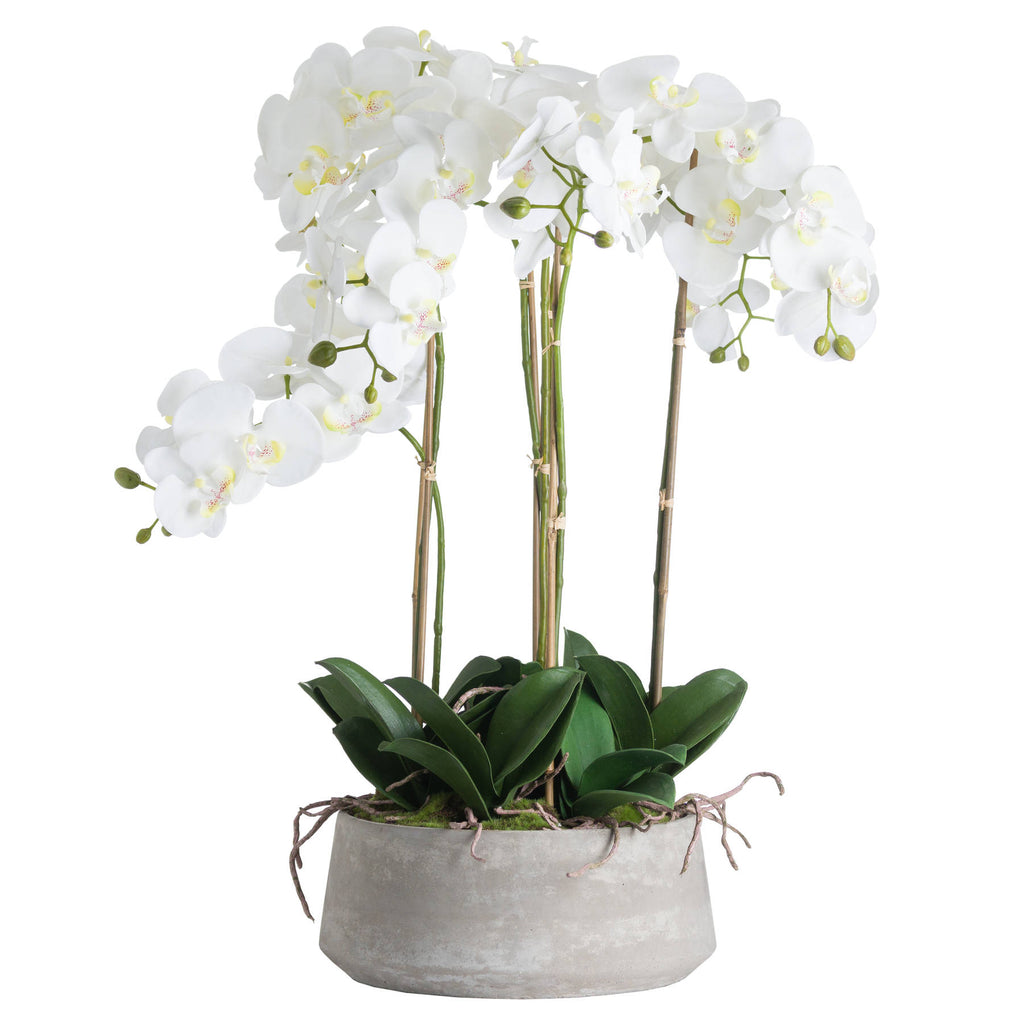 Large White Orchid In Stone Pot 90 cm