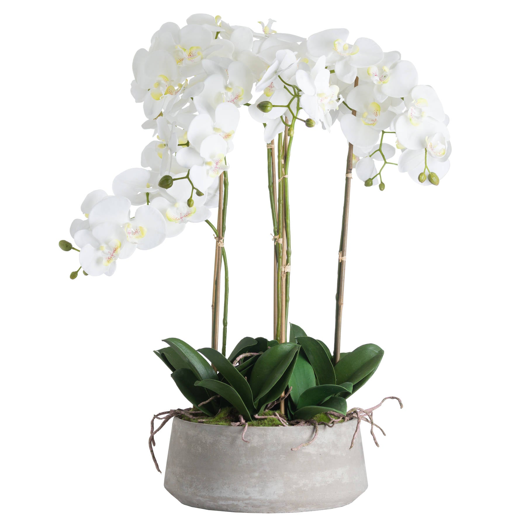 Large White Orchid In Stone Pot 90 cm