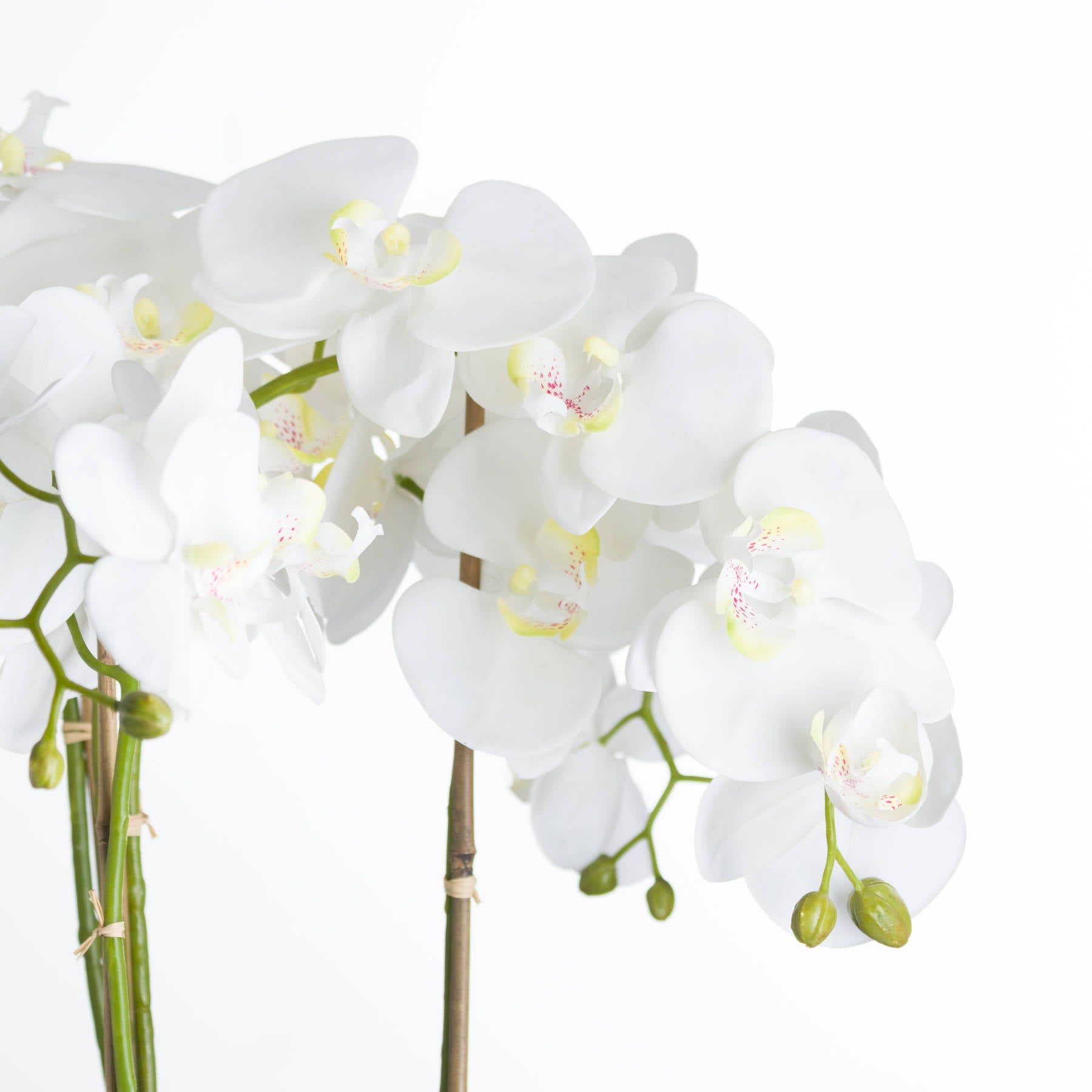 Large White Orchid In Stone Pot 90 cm