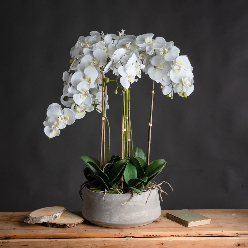 Large White Orchid In Stone Pot 90 cm