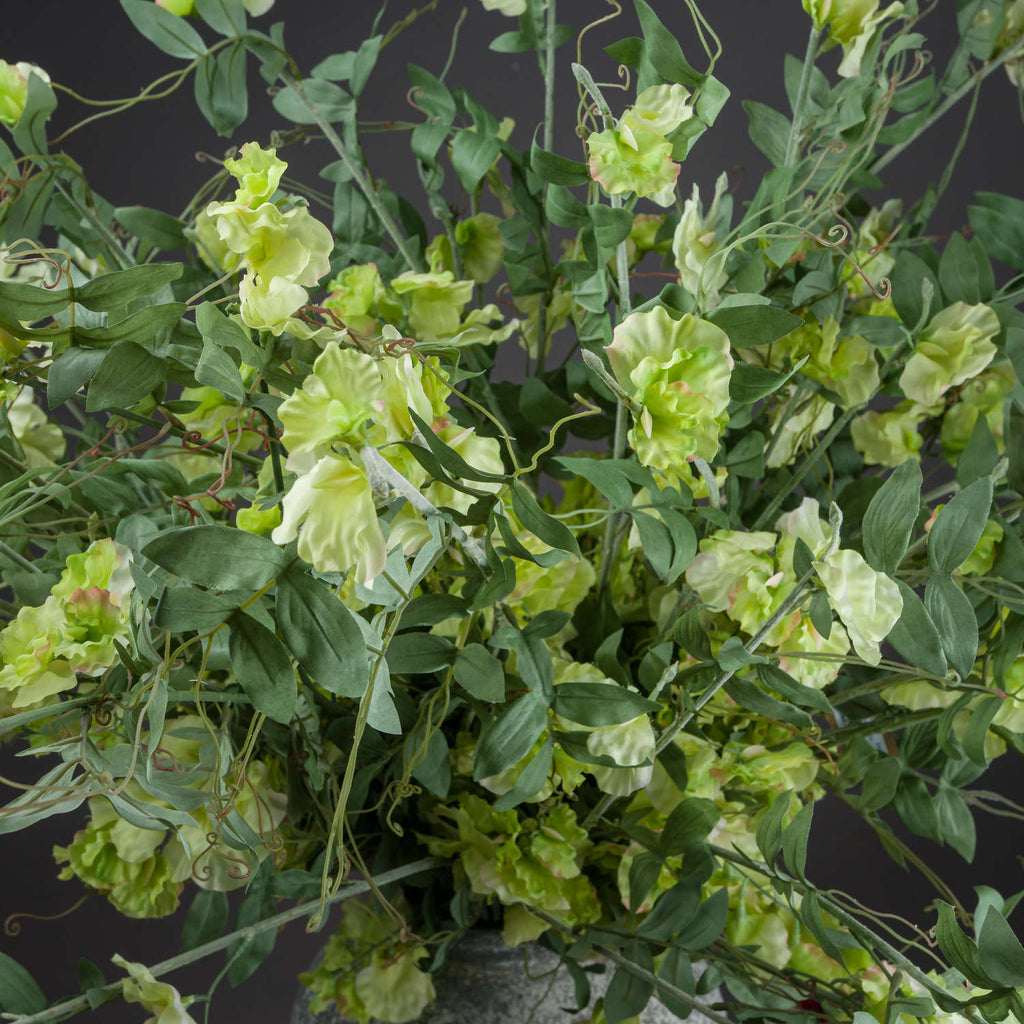 Sweet Pea Trail 113 cm