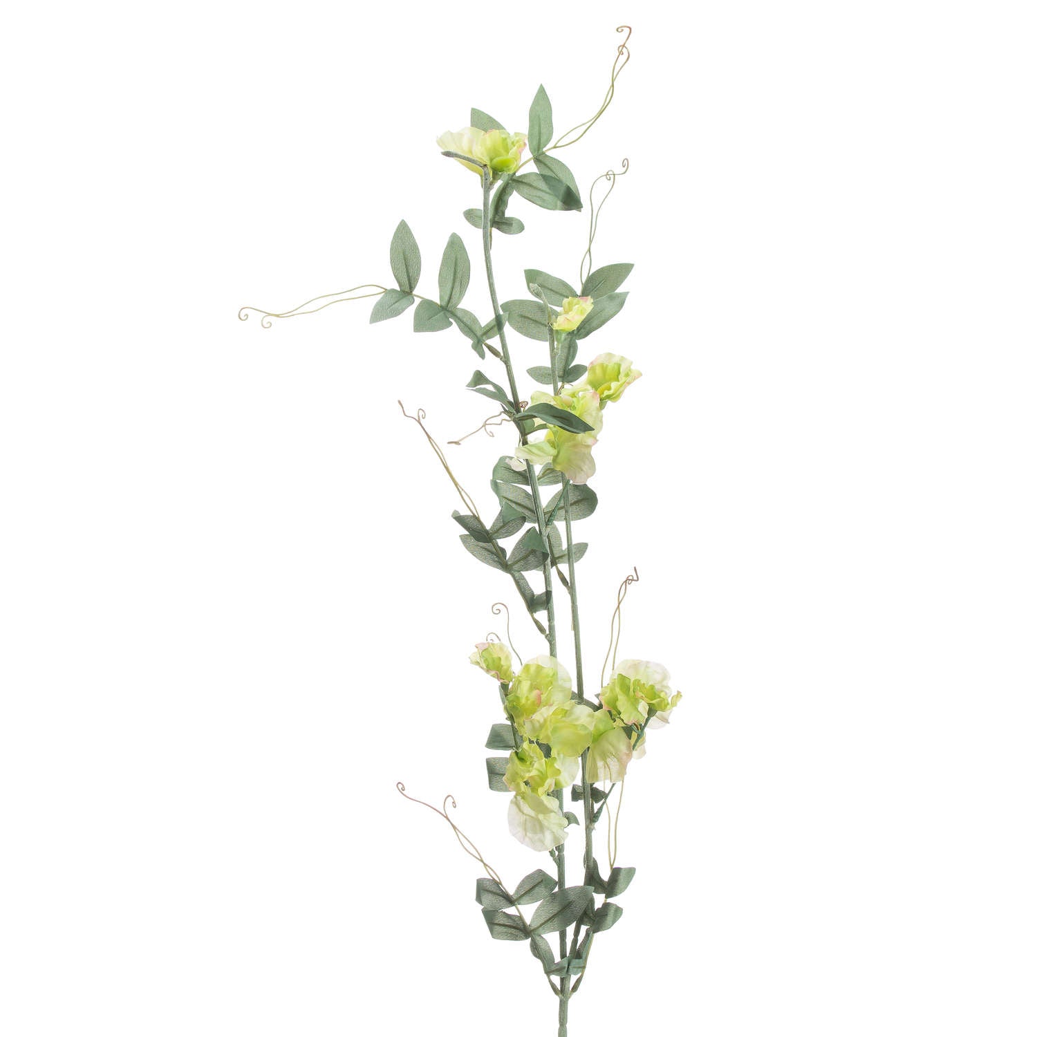 Sweet Pea Trail 113 cm
